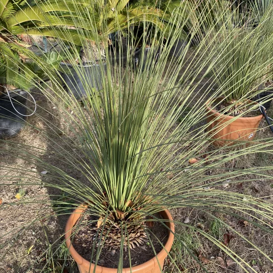 Sotol Allongé