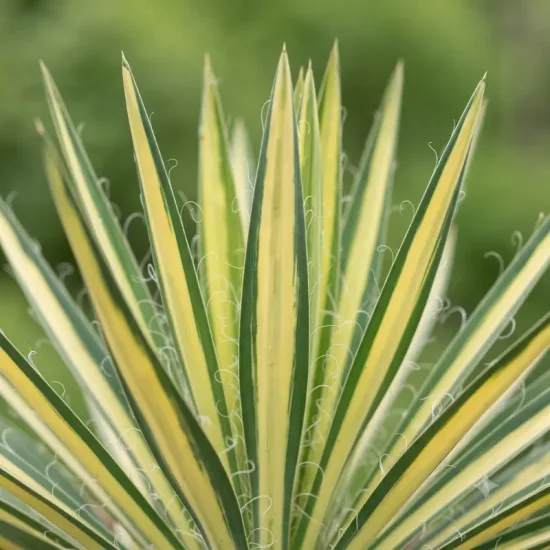 Yucca 'Color guard'