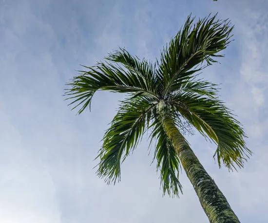 Palm d'Alexandrie
