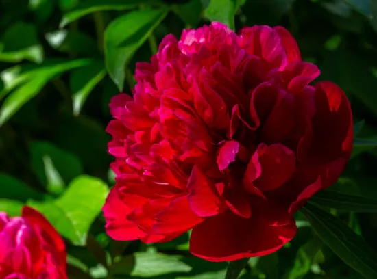 Pivoine 'Curiosity rouge'