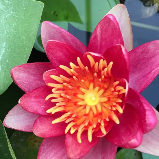 Nénuphar 'Attraction'