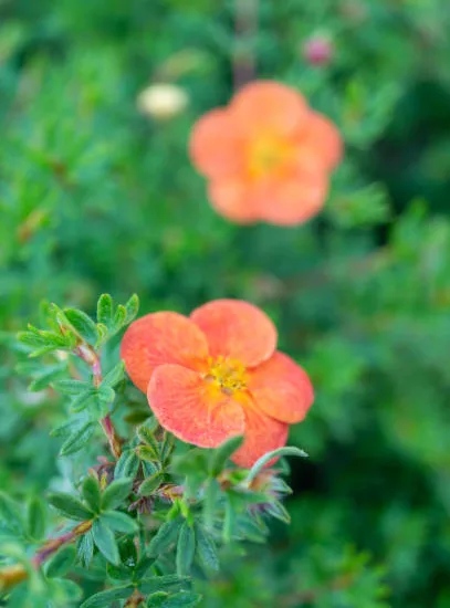 Potentille 'Double punch tango'