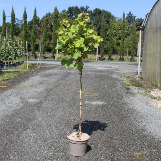 Vigne 'De table autumn royal seedless'