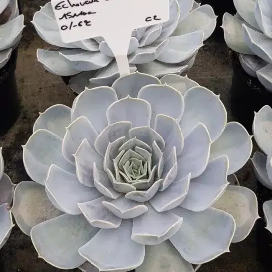Echeveria 'Lila china'