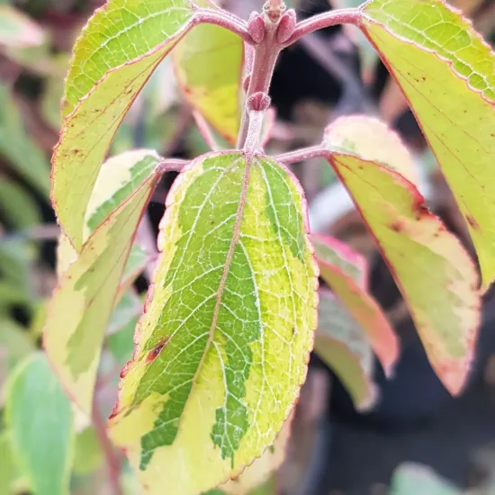 Baie de maqui 'Variegata'