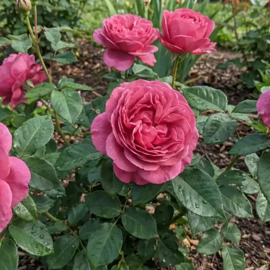 Rosier 'Lalande de pomerol '