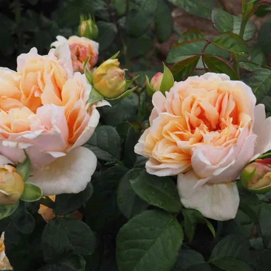 Rosier 'Chateau de la batisse'