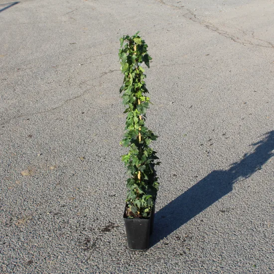 Lierre 'Hibernica'