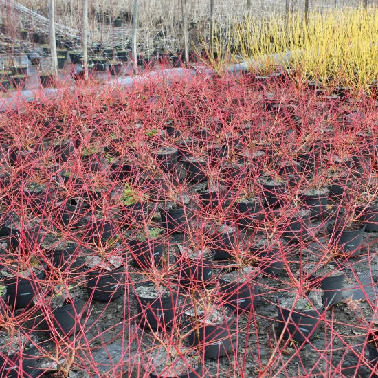 Cornouiller sanguin 'Midwinter fire'