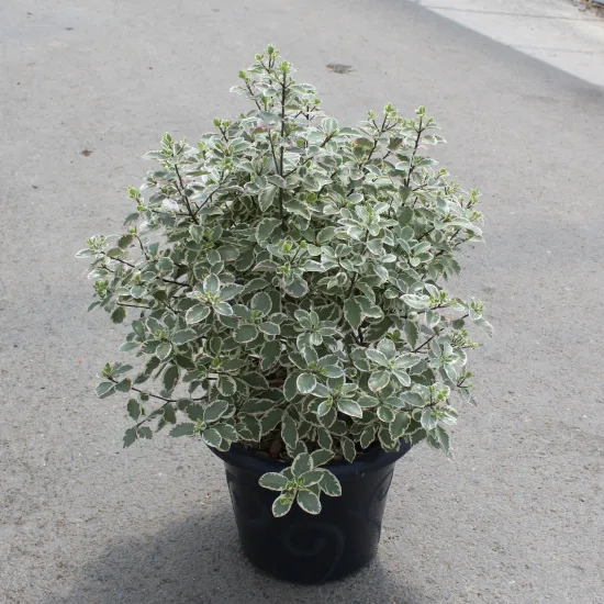 Pittospore 'Elisabeth'