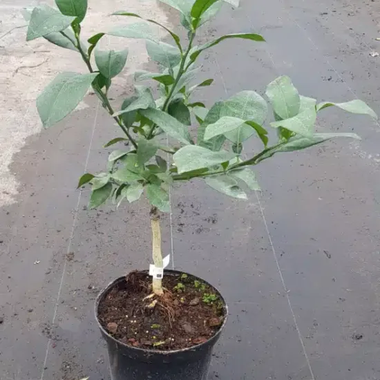 Pomelos 'Enzo'