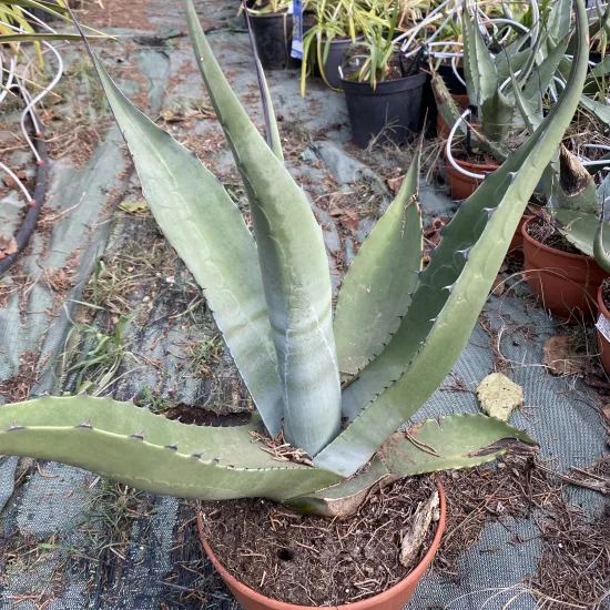 Agave  scabra