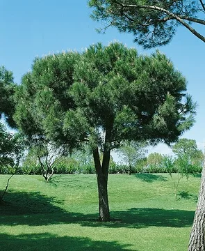 Pin parasol