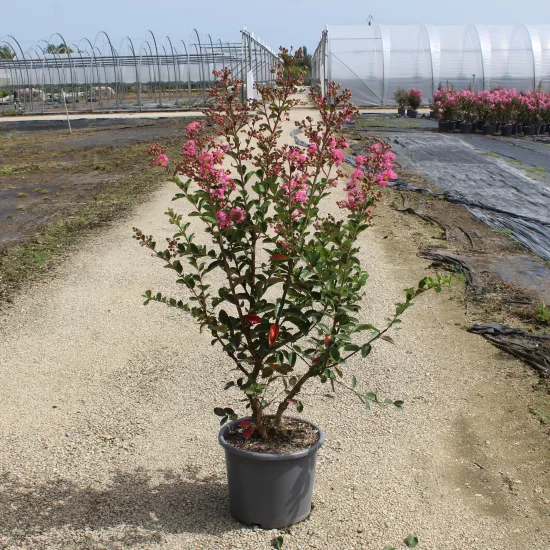Lilas des indes 'Jacqueline desmartis'
