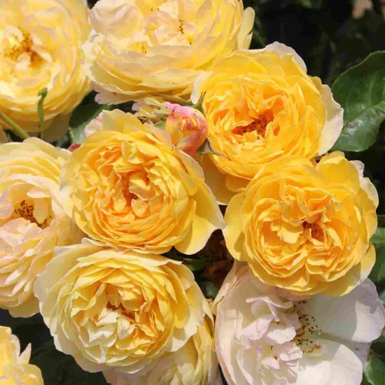 Rosier 'Chateau de cheverny '