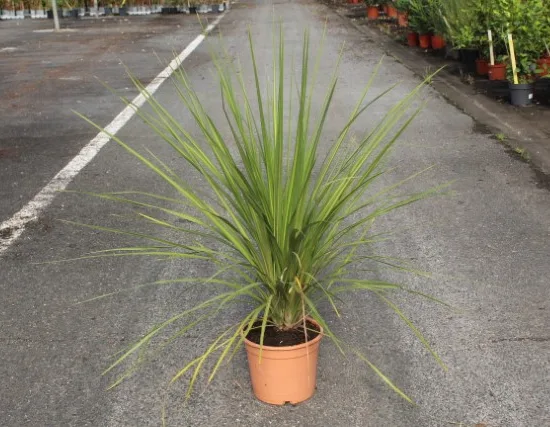 Cordyline indivisa