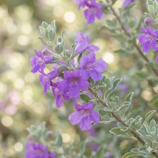 Sauge du désert 'Cimarron'