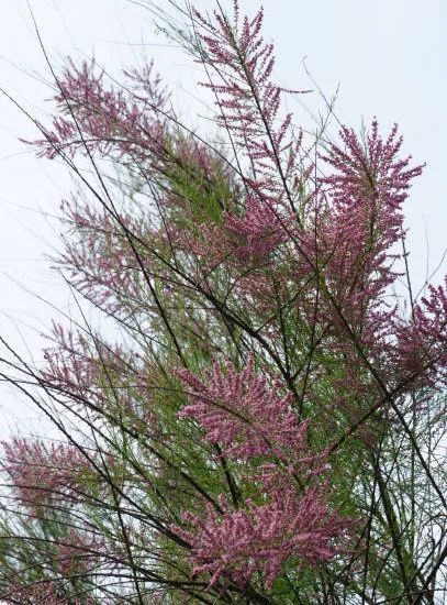 Tamaris d'été