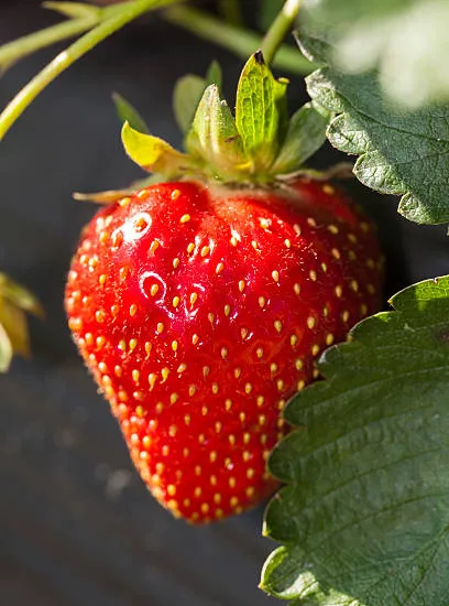 Fraisier 'Gorella'