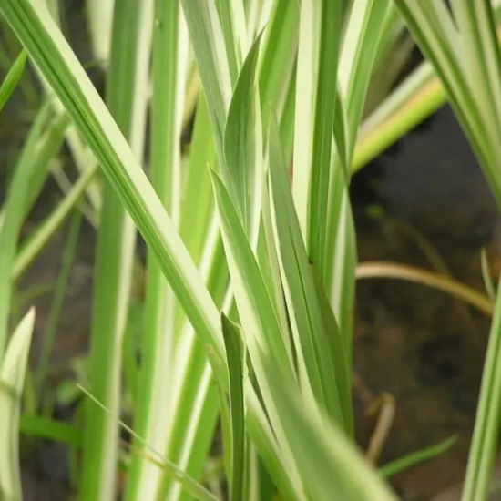 Acore odorant 'Variegatus'