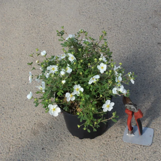 Potentille 'Abbotswood'