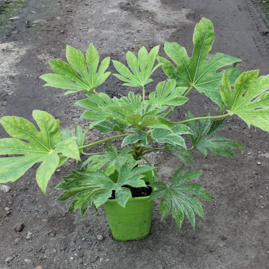 Aralia du japon 'Spider's web'