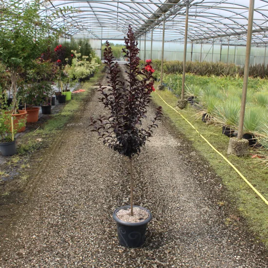 Lilas des indes 'Sunset magic'
