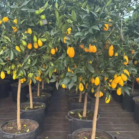 Limequat