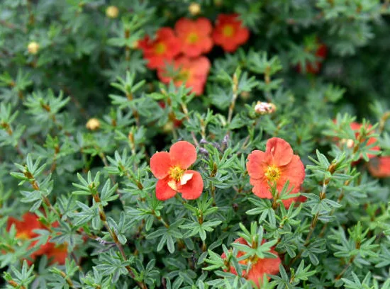 Potentille 'Red jocker'