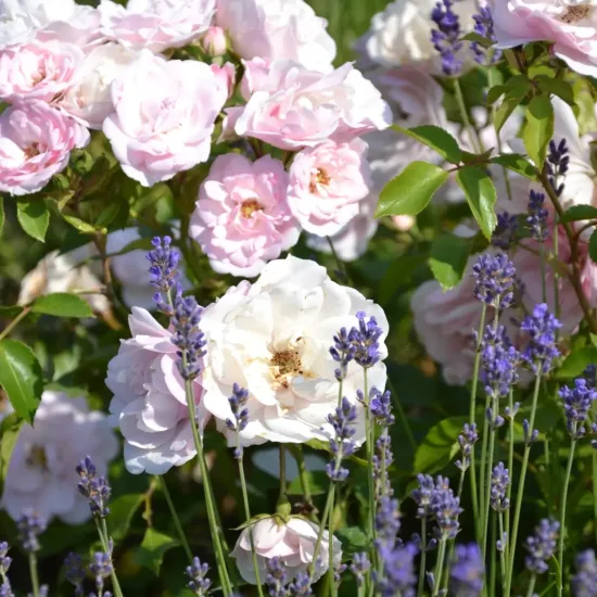 Rosier 'Mareva rose tendre '