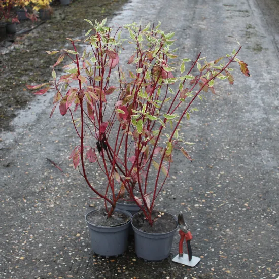 Cornouiller blanc 'Elegantissima'