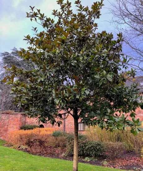Magnolia 'Little gem pyramide'