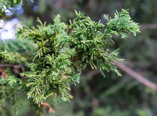 Cyprès du japon 'Nana gracilis'
