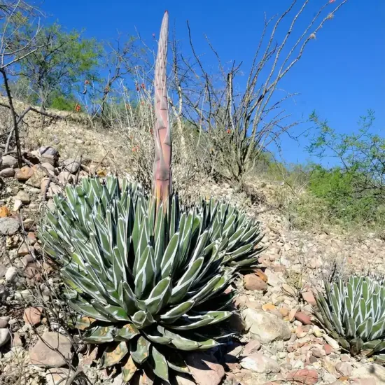 Agave  pintilla