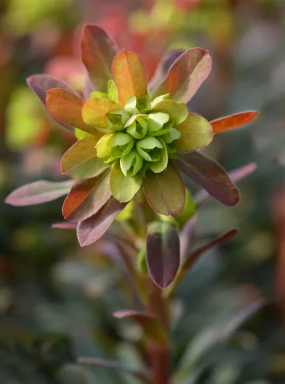Euphorbe 'Ascot rainbow'