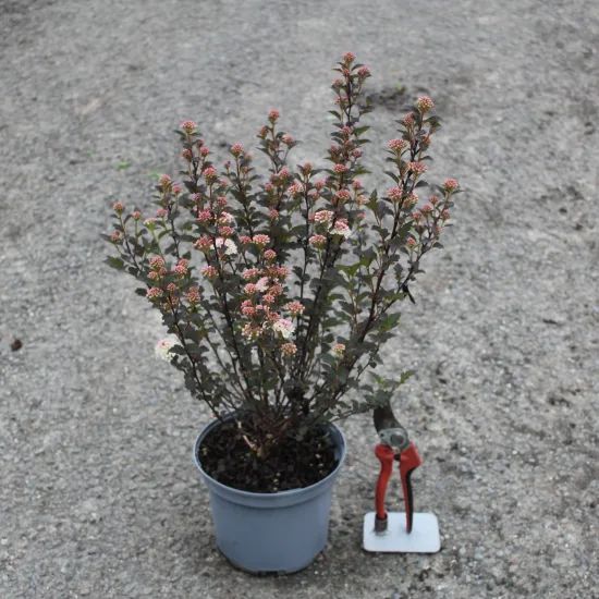 Physocarpe 'Tiny wine'