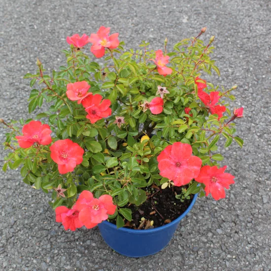 Rosier 'Isalia'