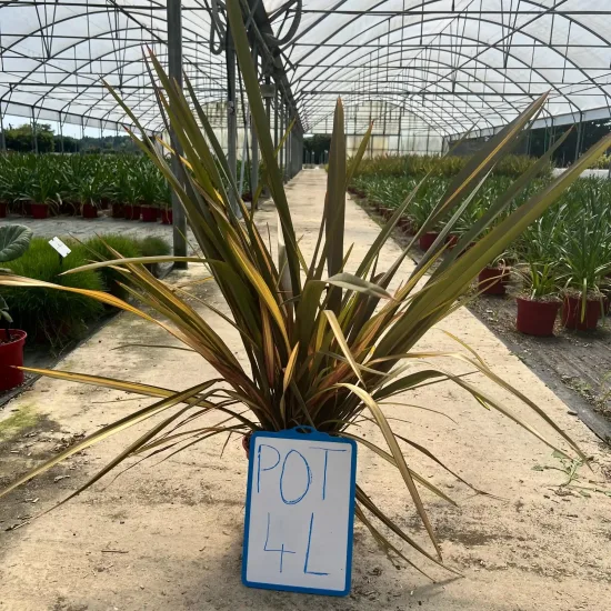 Phormium 'Pink flamingo'