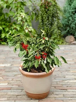 Cerisier 'Hong kong'