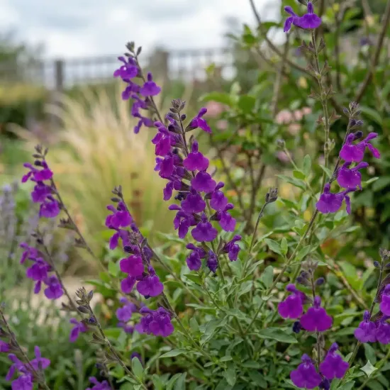 Sauge 'So cool purple'
