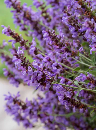 SALVIA microphylle "morada"
