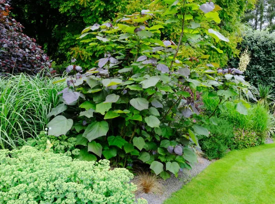 Catalpa commun 'Purpurea'