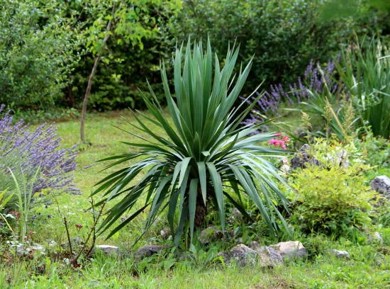 Yucca Jewel