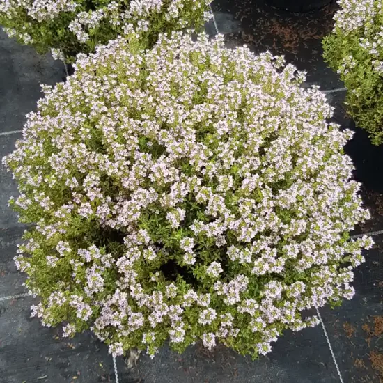 Thymus vulgaris