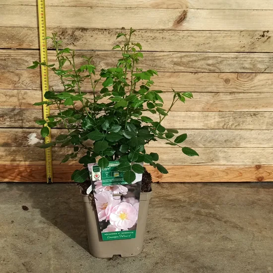 Rosier 'Utopia '