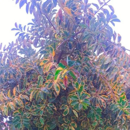 Troène luisant 'Tricolor'