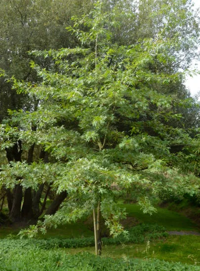 Chêne à feuilles de saule