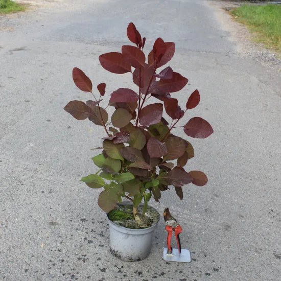 Arbre à perruque 'Grace'