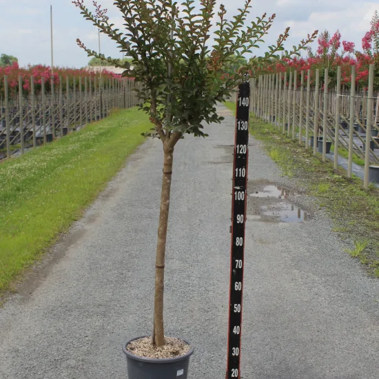 Lilas des indes 'Red imperator'