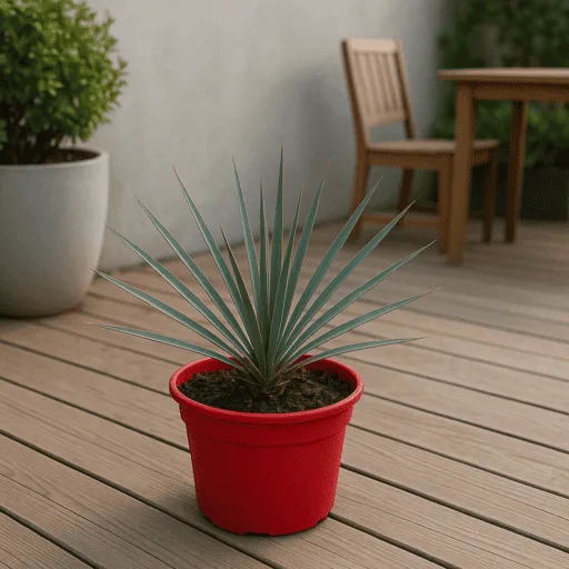 Yucca Rostrata